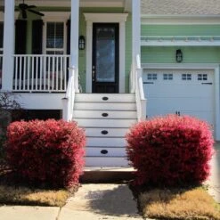 'Ever Red' Loropetalum 9 'Ever Red' Loropetalum -Garden Oasis Ever Red Lorepetalum 4