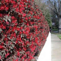 Front Page -Garden Oasis Ever Red Lorepetalum 5 FGT