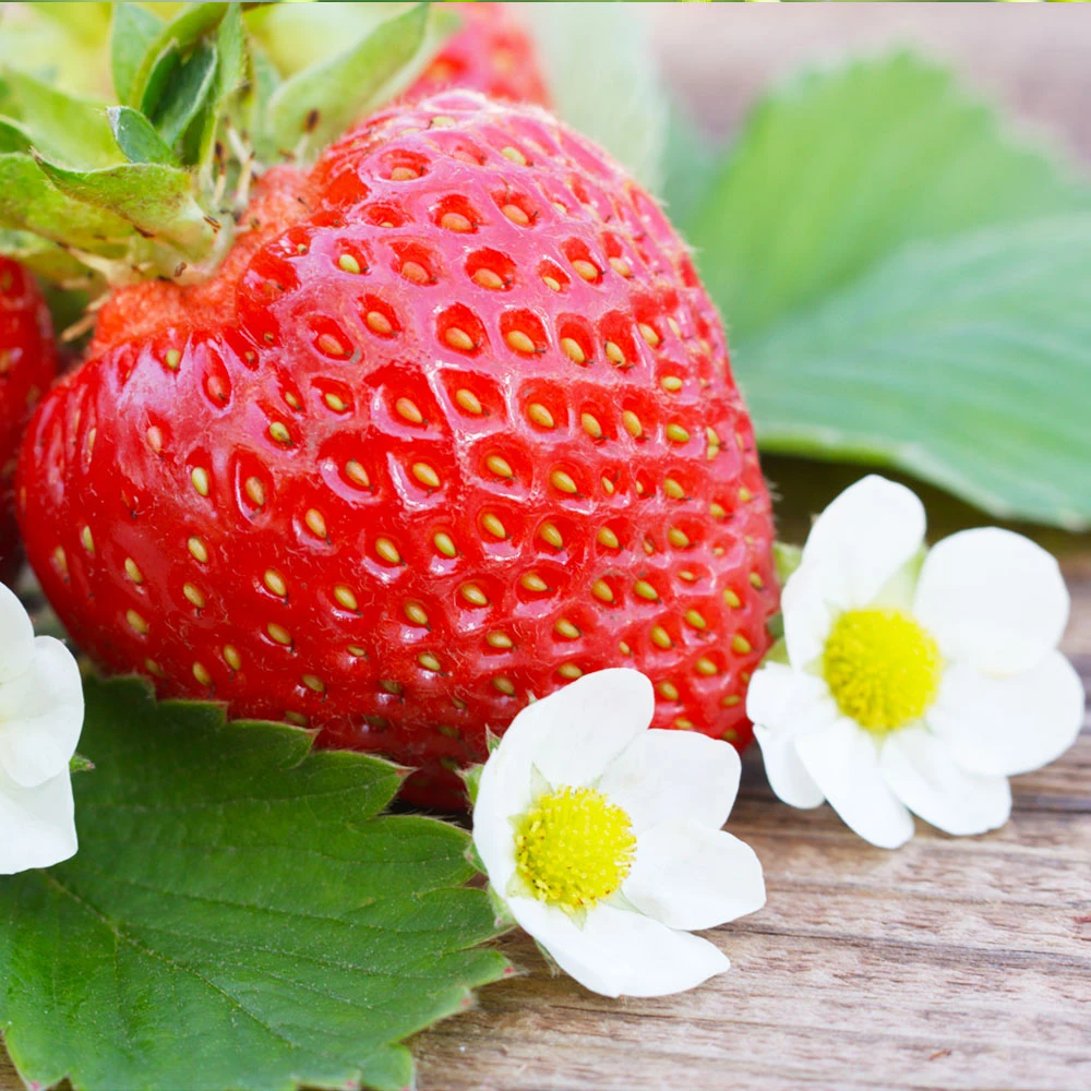 Everbearing Strawberry - USDA Organic 3 Everbearing Strawberry - USDA Organic - Image 3
