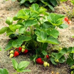 Everbearing Strawberry -Garden Oasis Everbearing Strawberry 5 FGT