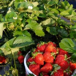 Everbearing Strawberry -Garden Oasis Everbearing Strawberry 6 BB