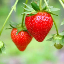 Everbearing Strawberry - USDA Organic 10 Everbearing Strawberry - USDA Organic -Garden Oasis Everbearing Strawberry 7 FGT