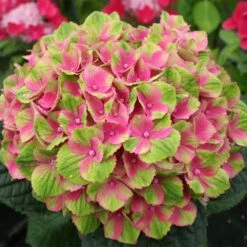 Everlasting® Amethyst Hydrangea Shrub -Garden Oasis Everlasting Amethyst Hydrangea 2