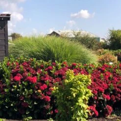 Everlasting® Crimson Ruby Hydrangea Shrub 6 Everlasting® Crimson Ruby Hydrangea Shrub -Garden Oasis Everlasting Crimson Ruby 1