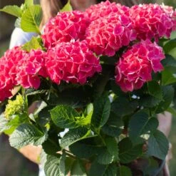 Everlasting® Crimson Ruby Hydrangea Shrub 7 Everlasting® Crimson Ruby Hydrangea Shrub -Garden Oasis Everlasting Crimson Ruby 4