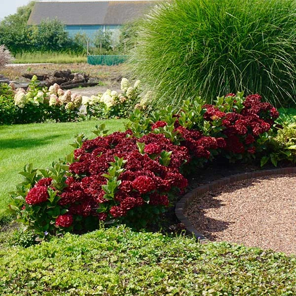 Everlasting® Crimson Ruby Hydrangea Shrub 1 Everlasting® Crimson Ruby Hydrangea Shrub
