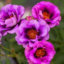 Eyeconic® Plum Lemonade Rose -Garden Oasis Eyeconic Plum Lemonade Rose 2