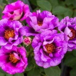 Front Page -Garden Oasis Eyeconic Plum Lemonade Rose 3 FGT