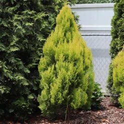Forever Goldy™ Arborvitae Tree -Garden Oasis FOrever GOldie 2