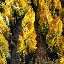 Forever Goldy™ Arborvitae Tree -Garden Oasis FOrever GOldy 3