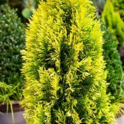 Forever Goldy™ Arborvitae Tree -Garden Oasis FOrever GOldy 4