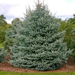 Fat Albert Colorado Blue Spruce 7 Fat Albert Colorado Blue Spruce -Garden Oasis Fat albert Blue Spruce 1