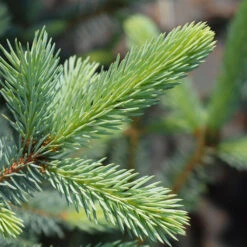 Fat Albert Colorado Blue Spruce 8 Fat Albert Colorado Blue Spruce -Garden Oasis Fat albert Blue Spruce 2