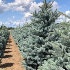 Fat Albert Colorado Blue Spruce 9 Fat Albert Colorado Blue Spruce -Garden Oasis Fat albert Blue Spruce 5