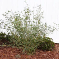 Fernleaf Bamboo -Garden Oasis FernleafMultiplexBamboo 1