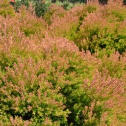 Fire Chief™ Thuja Shrub -Garden Oasis Fire Chief Arborvitae 4