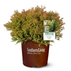 Fire Chief™ Thuja Shrub -Garden Oasis Fire Chief Arborvitae 5