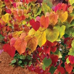 Flame Thrower® Redbud Tree 7 Flame Thrower® Redbud Tree -Garden Oasis Flame Thrower Redbud 2