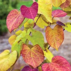 Flame Thrower® Redbud Tree 8 Flame Thrower® Redbud Tree -Garden Oasis Flame Thrower Redbud 3