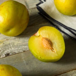 Flavor Queen Pluot® -Garden Oasis Flavor Queen Pluot 2