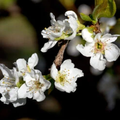 Flavor Queen Pluot® -Garden Oasis Flavor Queen Pluot 3