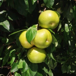 Flavor Queen Pluot® -Garden Oasis Flavor Queen Pluot 4