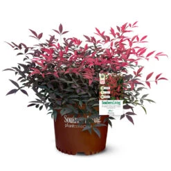 Flirt™ Nandina Shrub -Garden Oasis Flirt Nandina 5
