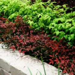 Flirt™ Nandina Shrub -Garden Oasis Flirt Nandina BB 2