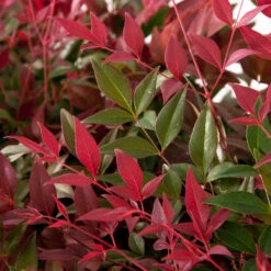Flirt™ Nandina Shrub -Garden Oasis Flirt Nandina FGT 6