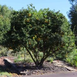 Hardy Orange Tree 'Flying Dragon' -Garden Oasis Flying Dragon Trifoliate orange 11 FGT