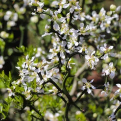 Hardy Orange Tree 'Flying Dragon' -Garden Oasis Flying Dragon Trifoliate orange 3 FGT
