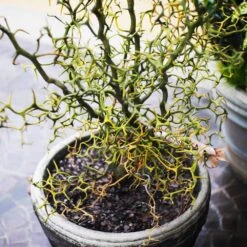 Hardy Orange Tree 'Flying Dragon' -Garden Oasis Flying Dragon Trifoliate orange 7