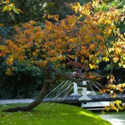 Forest Pansy Redbud -Garden Oasis Forest Pansy Redbud 2