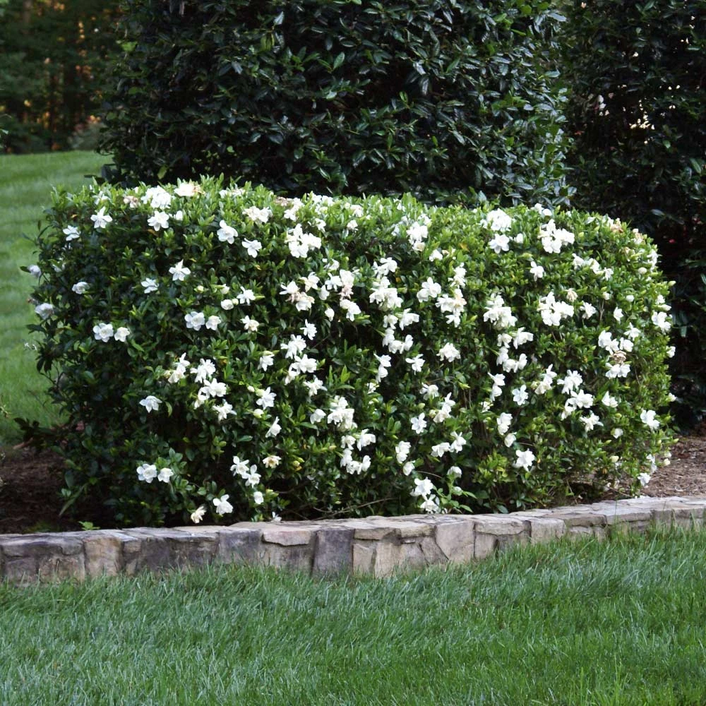Four Seasons Gardenia Shrub 1 Four Seasons Gardenia Shrub
