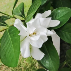 Four Seasons Gardenia Shrub 5 Four Seasons Gardenia Shrub -Garden Oasis FourSeasons Gardenia 2