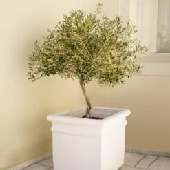 Frantoio Olive Tree -Garden Oasis Frantoio Olive FGT
