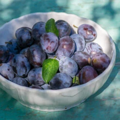 French Prune Tree -Garden Oasis French Prune Plum 3