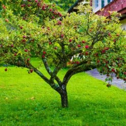 Fuji Apple Tree - USDA Organic -Garden Oasis Fuji Apple 6