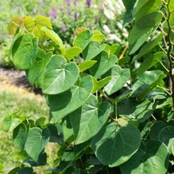 Garden Gems® Emerald Redbud Tree -Garden Oasis Garden Gems Emerald 1