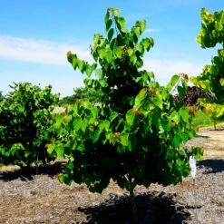 Garden Gems® Emerald Redbud Tree -Garden Oasis Garden Gems Emerald 3