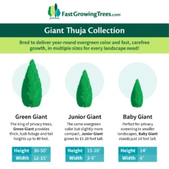 Junior Giant Thuja Tree -Garden Oasis GiantThujaCollectionGraphic 46da212d 75c4 4b15 9d43 0f7dc11664cd