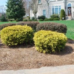 Gold Mop Cypress -Garden Oasis Gold Mop Cypress 1 FGT