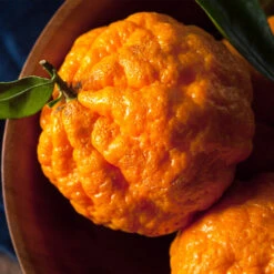 Gold Nugget Mandarin Tree -Garden Oasis Gold Nugget Manderine Tree 4 FGT