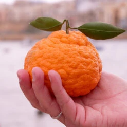 Gold Nugget Mandarin Tree -Garden Oasis Gold Nugget Manderine Tree 7