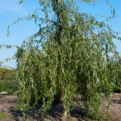 Golden Curls' Corkscrew Willow -Garden Oasis Golden Curls Willow 1