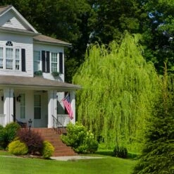 Golden Curls' Corkscrew Willow -Garden Oasis Golden Curls Willow 4