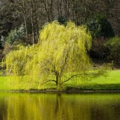 Golden Curls' Corkscrew Willow -Garden Oasis Golden Curls Willow 5