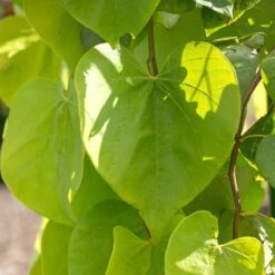 Golden Falls® Redbud Tree -Garden Oasis Golden Falls Redbud 2