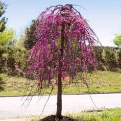 Golden Falls® Redbud Tree -Garden Oasis Golden Falls Redbud 4