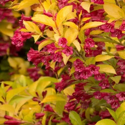 Golden Jackpot® Weigela Shrub 6 Golden Jackpot® Weigela Shrub -Garden Oasis Golden jackpot Weigela 2